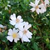 Rosa sempervirens